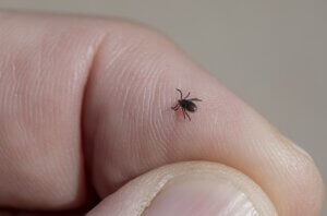 A deer tick, or blacklegged tick, is about the size of a sesame seed.